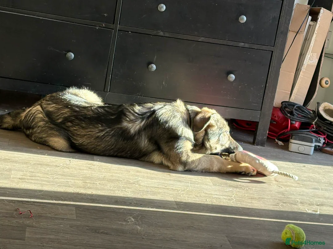 Mixed Breed dogs for sale: Macedonian shepherd - Advert 1