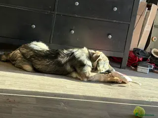 Mixed Breed dogs Macedonian shepherd - Advert 2