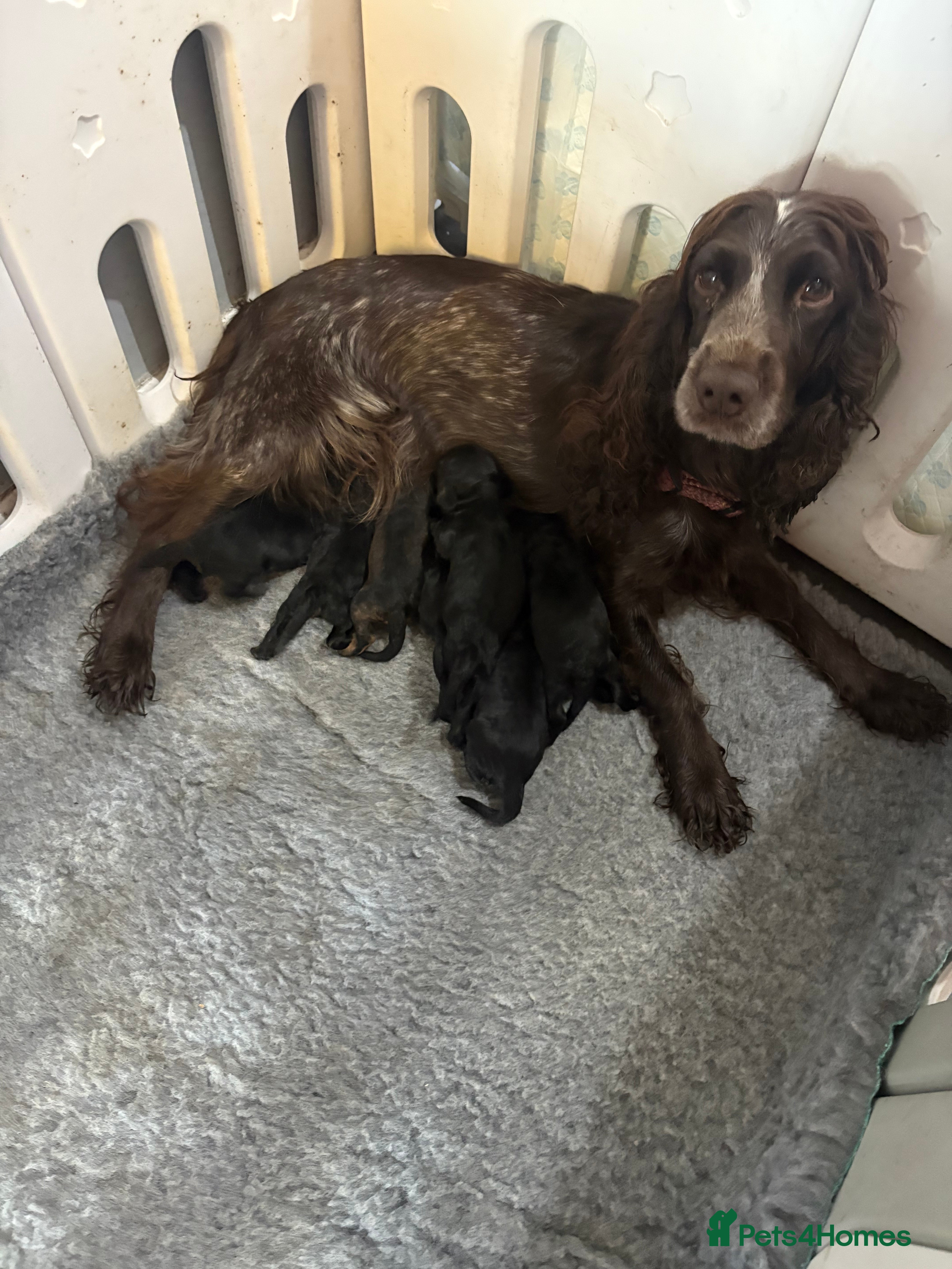 Cockapoo dogs Gorgeous cockapoo puppies  - Advert 10