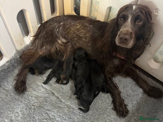 Cockapoo dogs Gorgeous cockapoo puppies - Advert 1