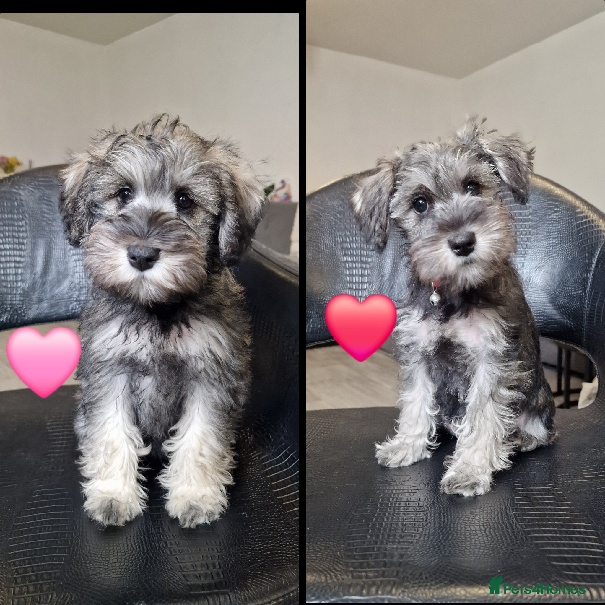 Miniature Schnauzer dogs 4 miniature schnauzers girls - Advert 11