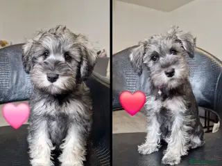 Miniature Schnauzer dogs 4 miniature schnauzers girls - Advert 11