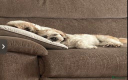 Shih Tzu dogs for sale: Coco & Mia (Not puppies)  - Image 8