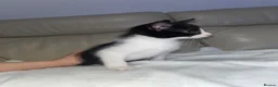Bramble cats for sale: Kittens for sale  in Hamilton - Advert 9