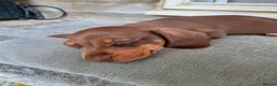 Miniature Dachshund dogs for sale: Beautiful litter of miniature dachshunds.9weeksold - Advert 25
