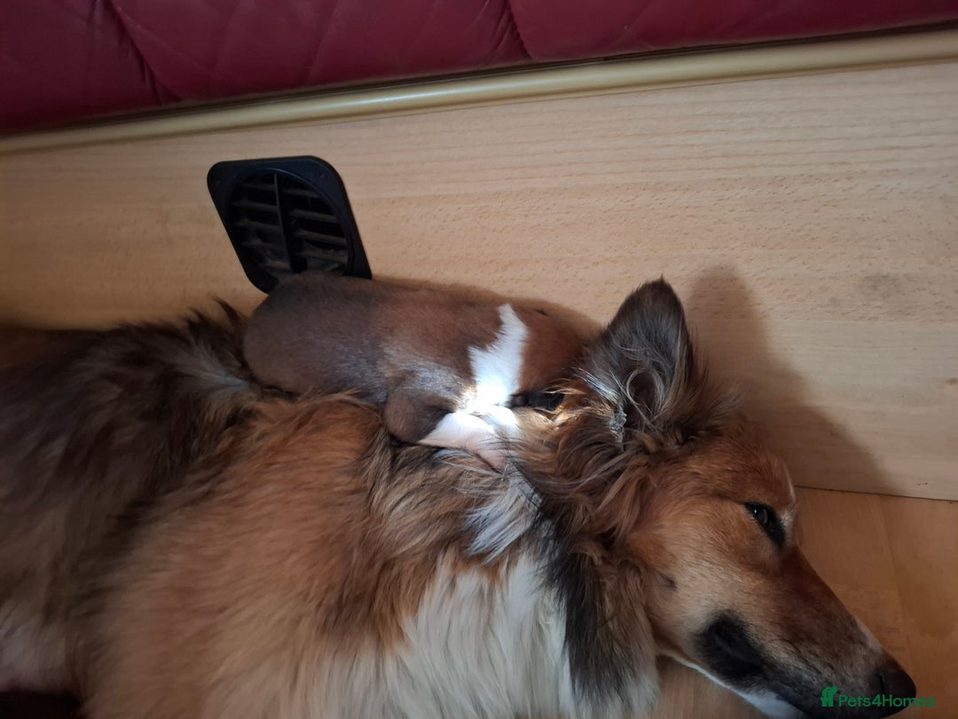 Border Collie dogs for sale: 7 border collie pups 🌟  - Image 10