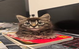 British Shorthair cats for sale: 🐾 Grey/white Tabby Kitten with White Markings - Image 1