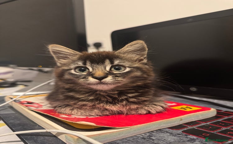 British Shorthair cats - Advert 8