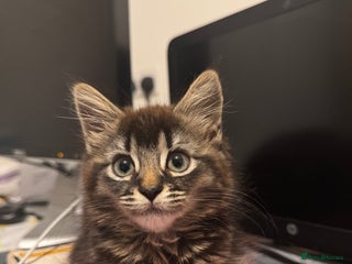 British Shorthair cats - Advert 21