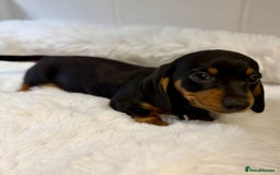 Miniature Dachshund dogs for sale: 2 stunning miniature dachshund puppy’s  - Image 6
