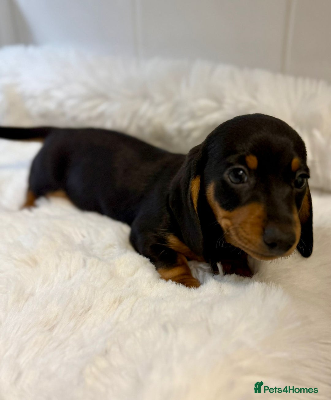 Miniature Dachshund dogs for sale: 2 stunning miniature dachshund puppy’s  - Image 6