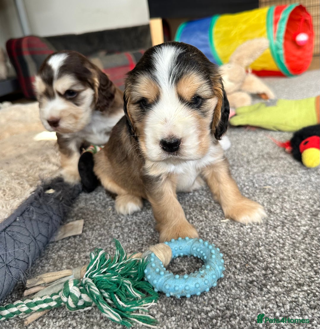 Cocker Spaniel dogs for sale: Beautiful sable puppies - Image 5