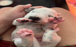 Dalmatian dogs for sale: Stunning Dalmatian puppies KC reg show winners - Image 21