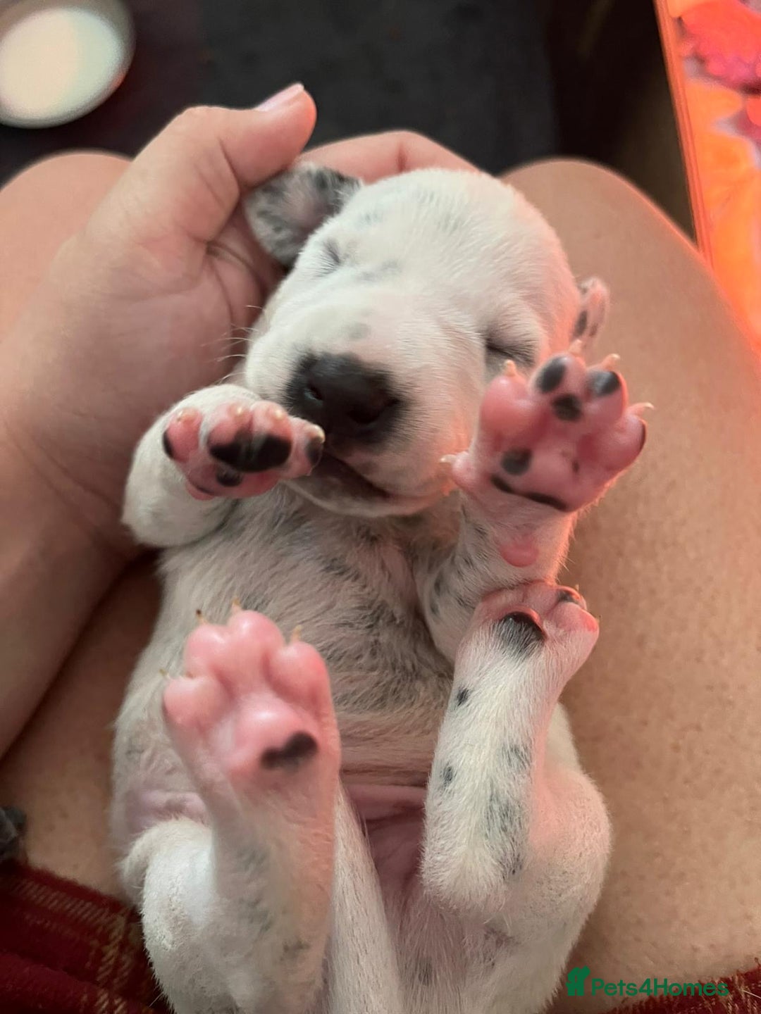 Dalmatian dogs for sale: Stunning Dalmatian puppies KC reg show winners - Image 21