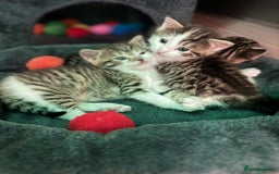 Mixed Breed cats for sale: MIXED TABBY - Image 7