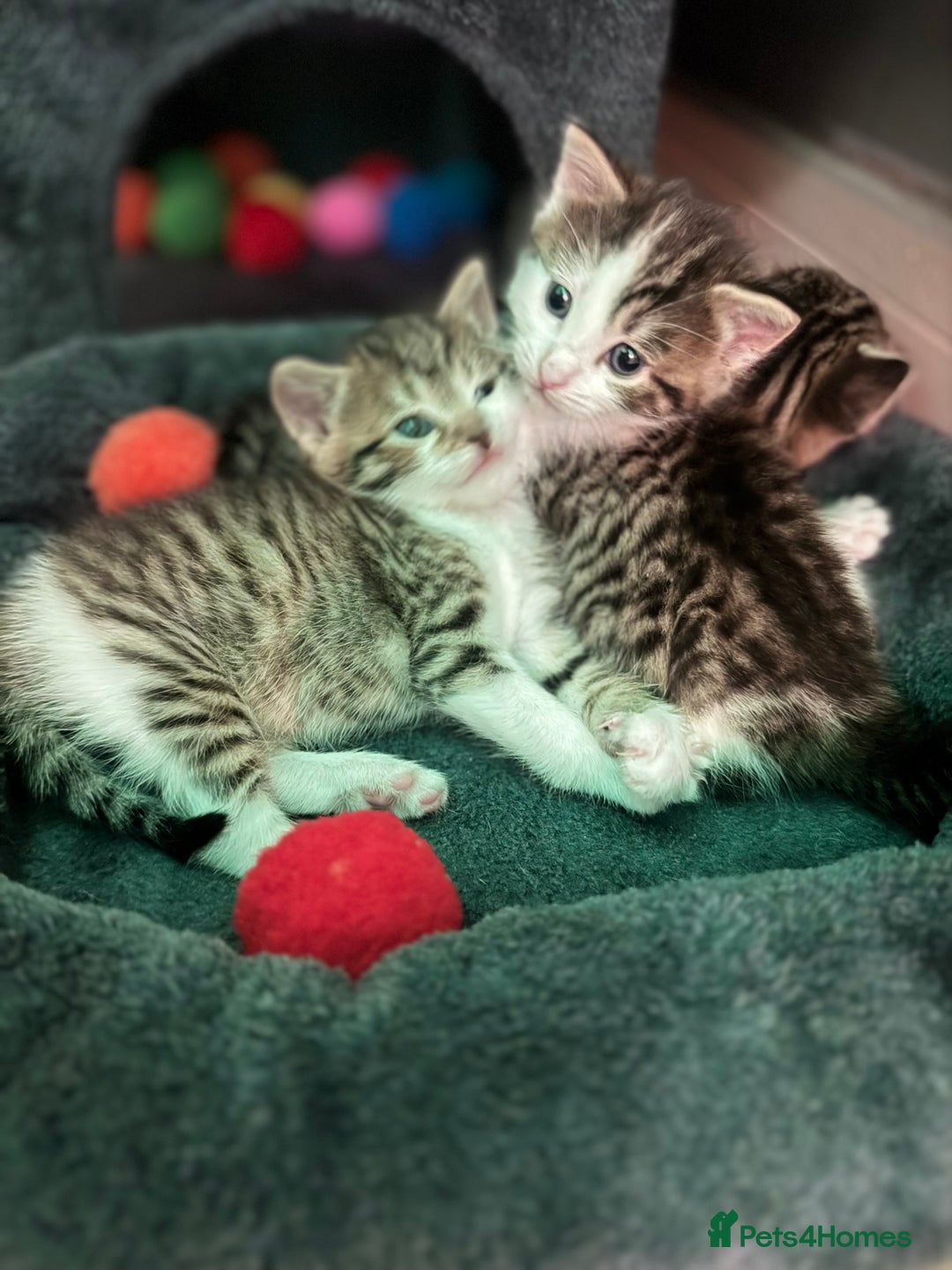 Mixed Breed cats for sale: MIXED TABBY - Image 7