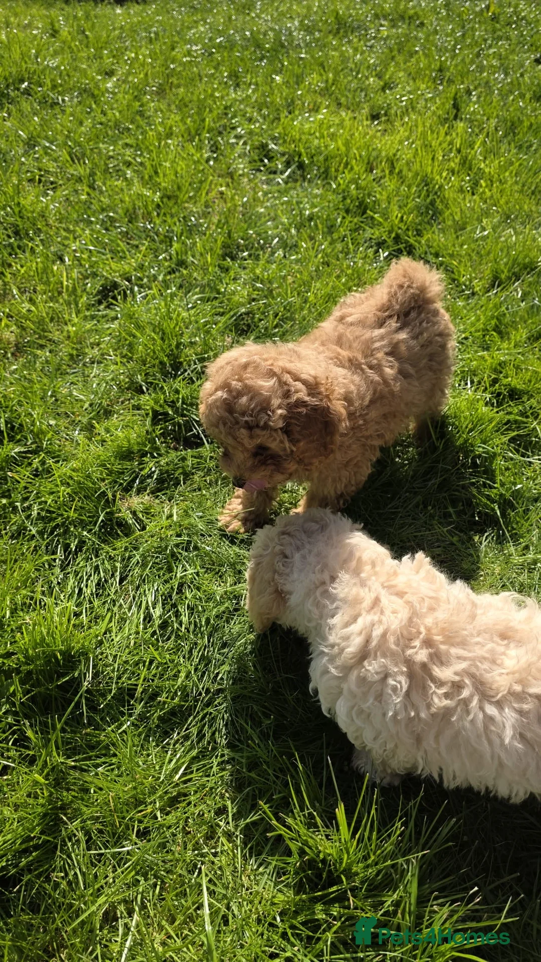 Maltipoo dogs for sale: Pure Maltipoo Puppies   - Advert 1