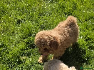 Maltipoo dogs Pure Maltipoo Puppies - Advert 1