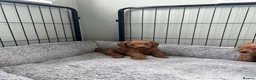 Cockapoo dogs for sale: Toy Cockapoo puppies - ready now - Advert 10