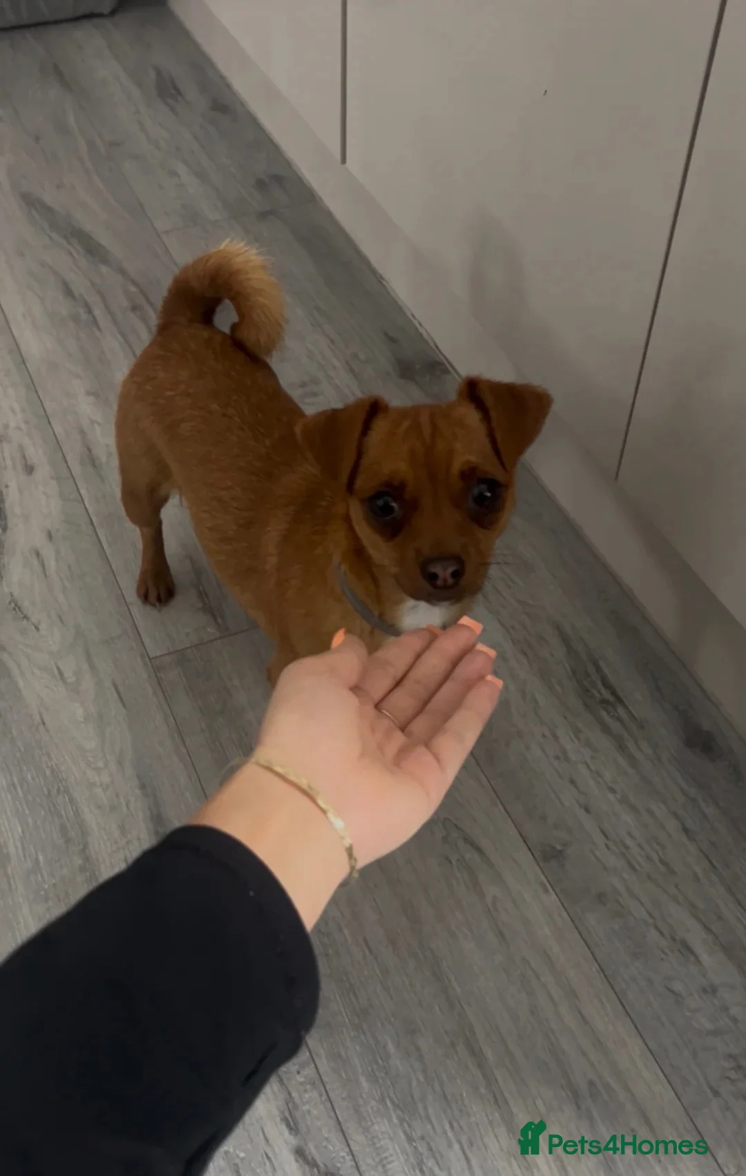 Jack Russell dogs for sale: Minature jack Russell  girl for sale  - Advert 2