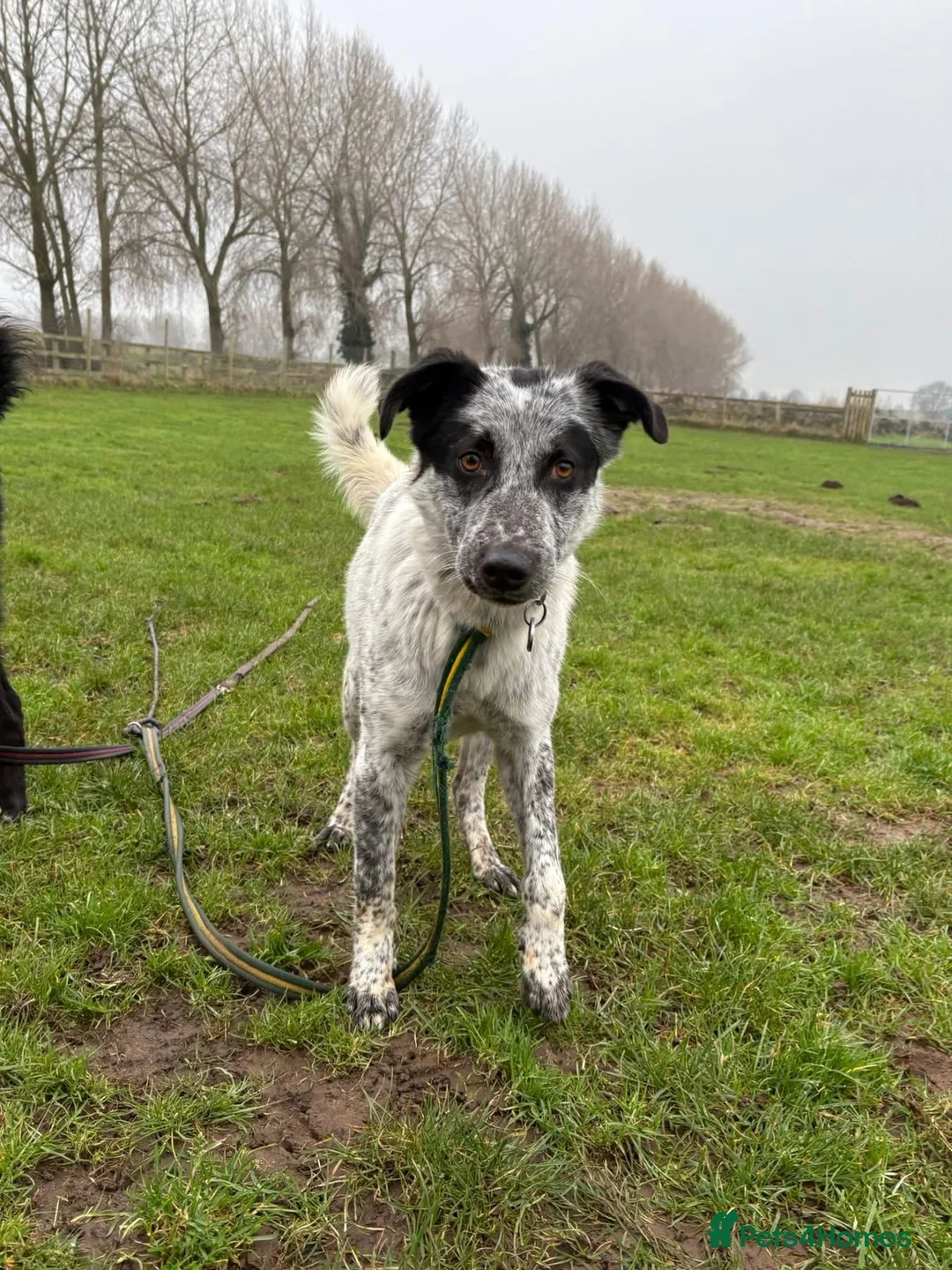Mixed Breed dogs for adoption: Cessil - Norwich Norfolk  - Advert 3