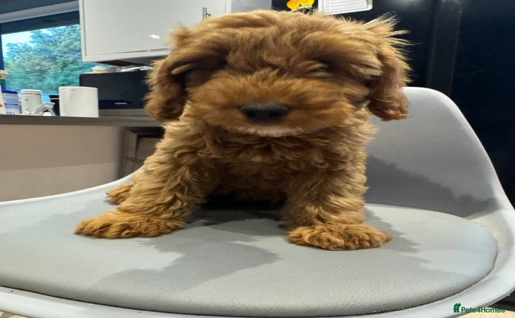 Cockapoo dogs - Advert 13