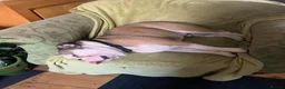 English Bulldog dogs for sale: Rehoming Rocco  - Advert 3