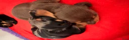 Miniature Dachshund dogs for sale: Licensed. Min smooth, kc/pra clear ready 25/5  - Advert 18
