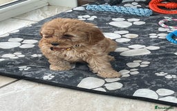 Cavachon dogs for sale: Boys and a girl available  - Image 8