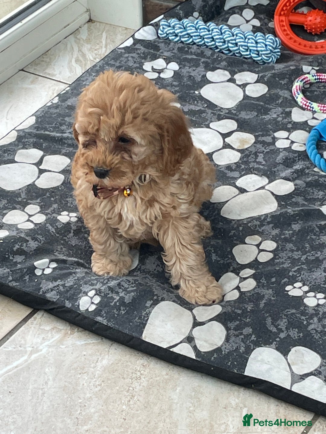 Cavachon dogs for sale: Boys and a girl available  - Image 8