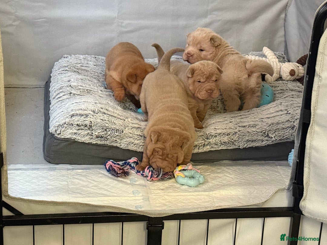 Shar Pei dogs for sale: Adorable Sharpei puppies for sale! - Advert 3