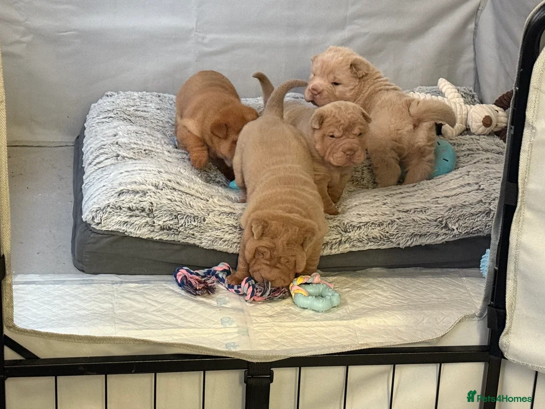 Shar Pei dogs for sale: ✨🐾 Cream Bear Coat Shar Pei Girl Available 🐾✨ - Advert 13
