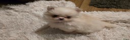 Pomchi dogs for sale: Xx Gorgeous pomchi puppies Xx - Advert 9