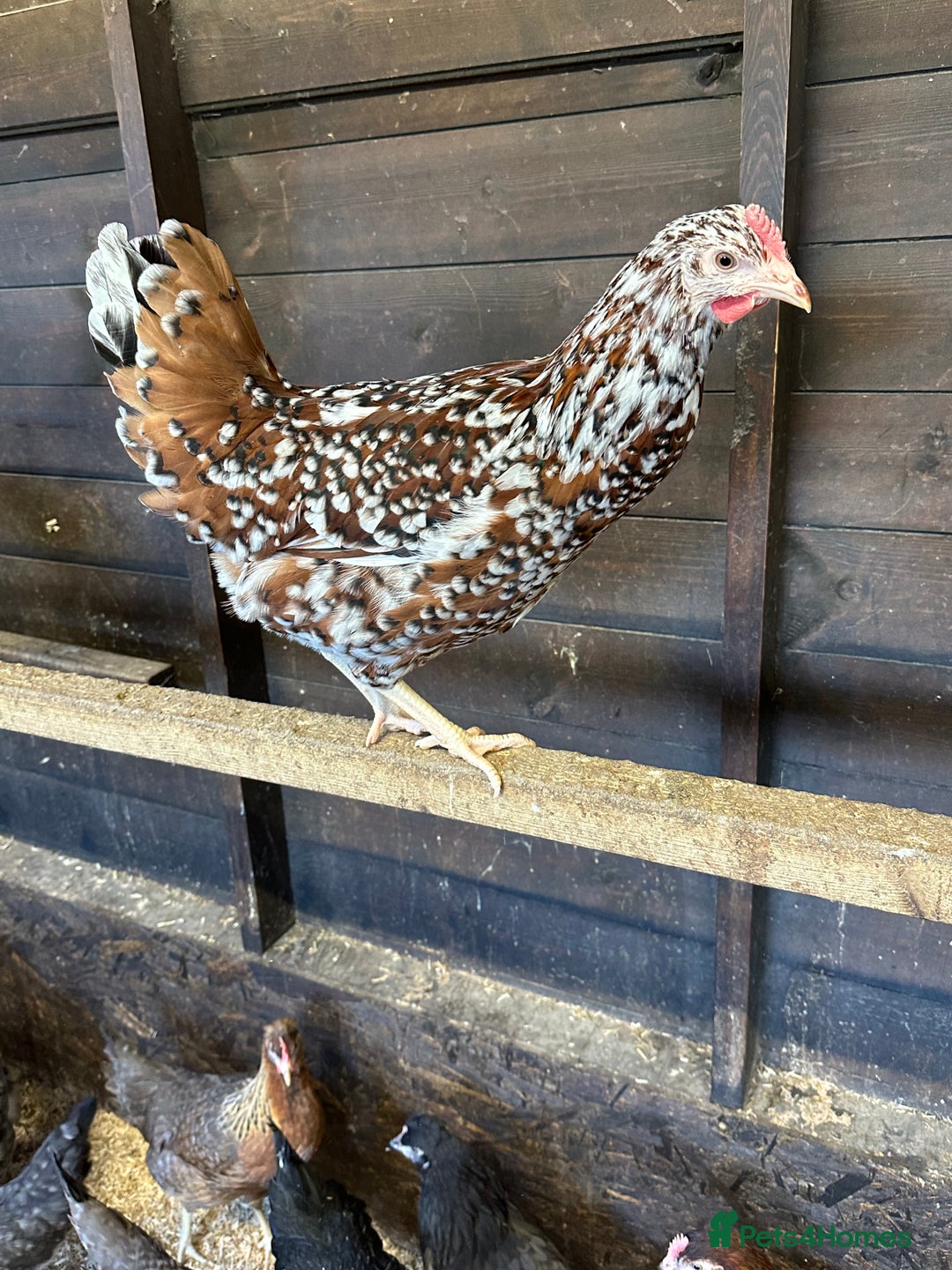 Chickens poultry for sale: Point of lay fully vaccinated Hens, lots of breeds - Image 6