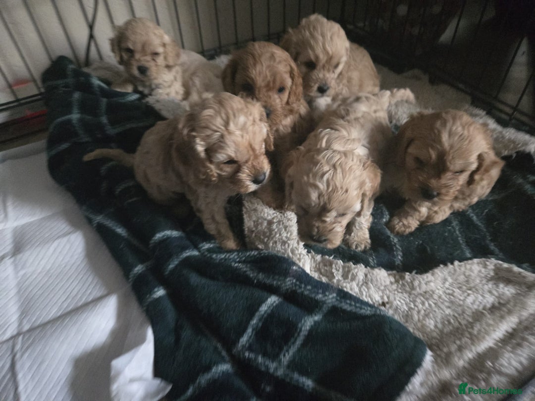 Cockapoo dogs for sale: 6 Gorgeous American cockapoo pups (Yankeedoodle) - Advert 2