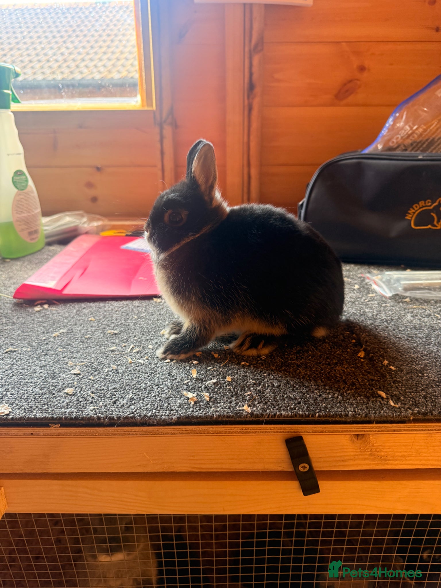 Netherland Dwarf rabbits Pure bred netherland dwarfs - Advert 1
