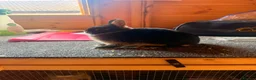 Netherland Dwarf rabbits for sale: Pure bred netherland dwarfs - Advert 1