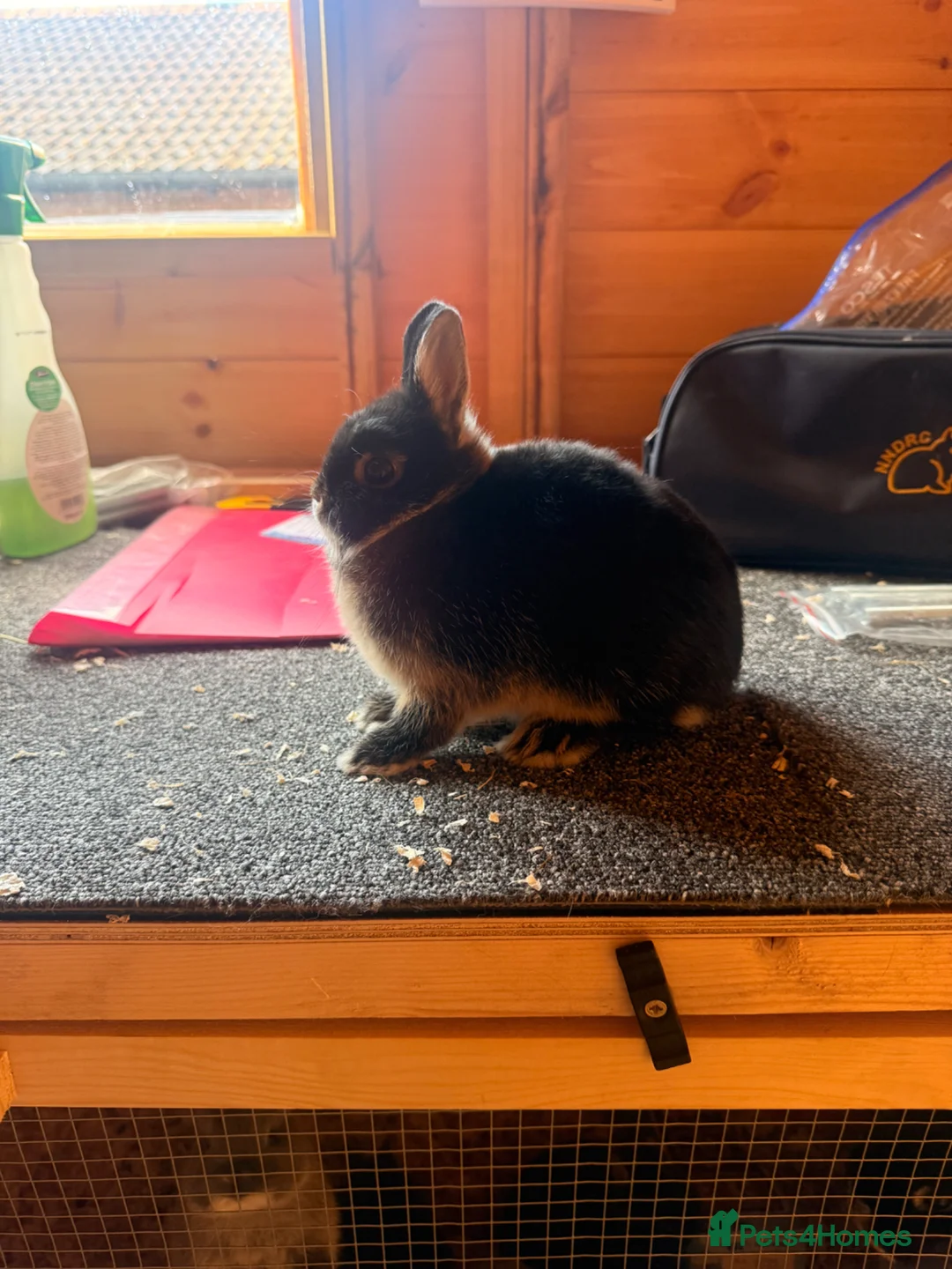Netherland Dwarf rabbits for sale: Pure bred netherland dwarfs - Advert 1