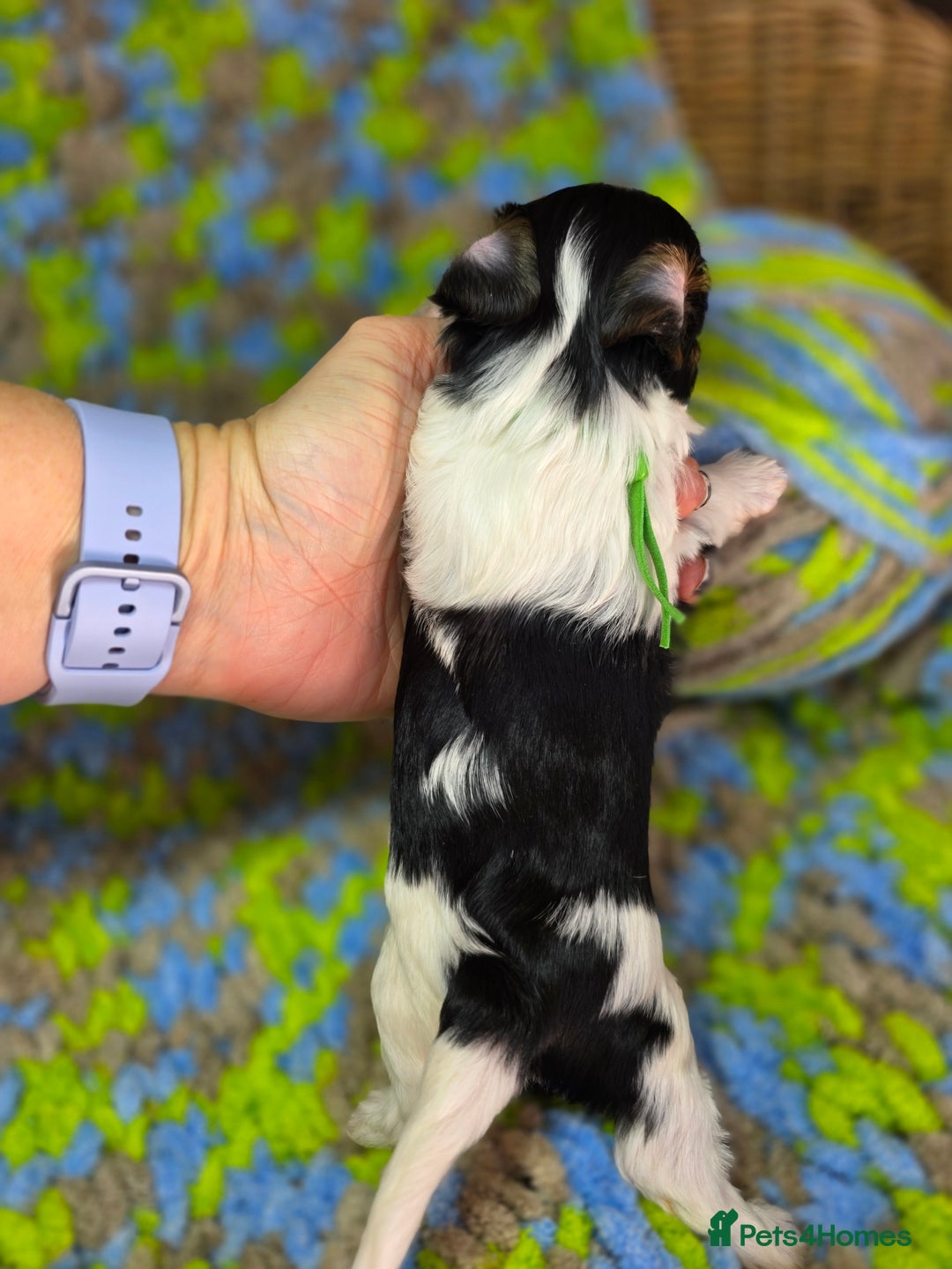 Biewer Terrier dogs for sale: Pure breed Biewer Terrier puppies 4 Generation  - Image 10