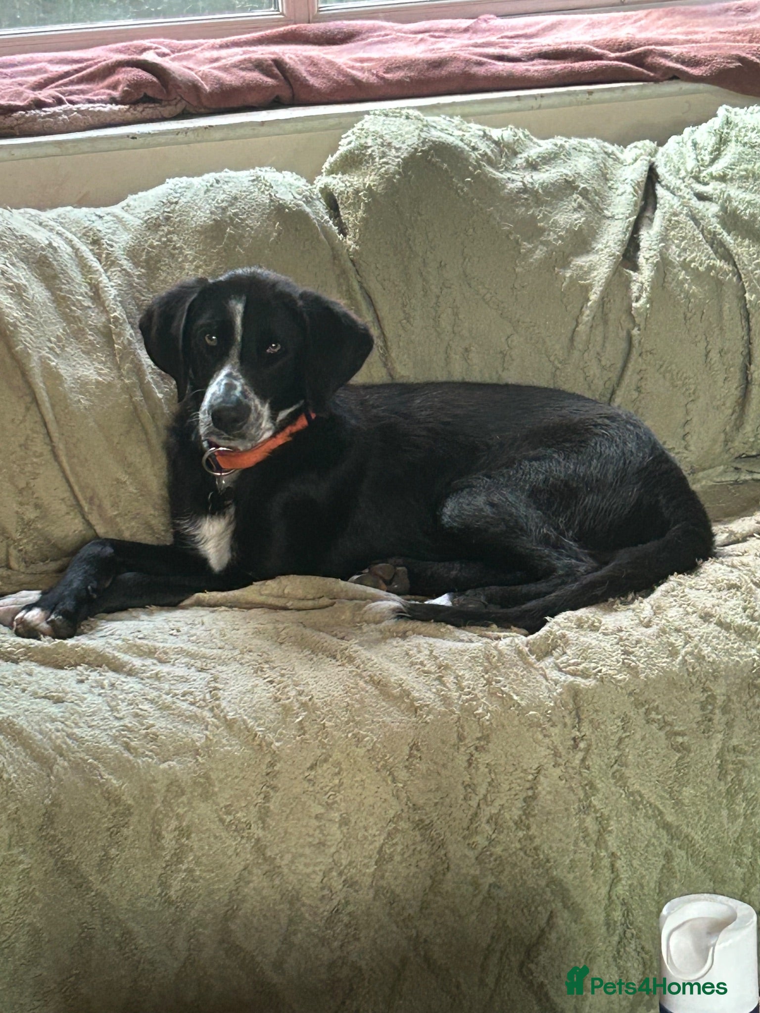 Mixed Breed dogs Asta, 14 month approx. Is Reserved 🎉. - Advert 5