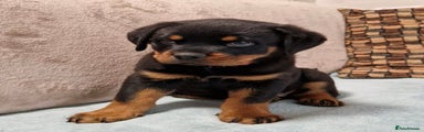 Rottweiler Puppy 1