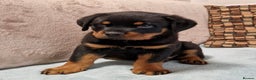 Rottweiler dogs for sale: 🐕 beautiful Rottweiler puppies 🐶  - Advert 1