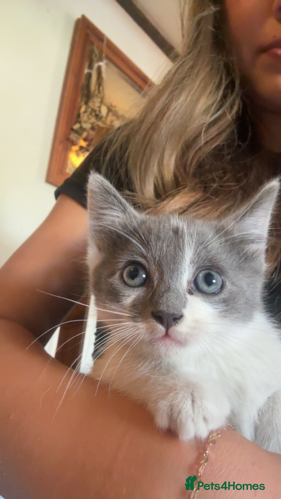 Mixed Breed cats Beautiful British Blue/Ragdoll Kittens for sale - Advert 2