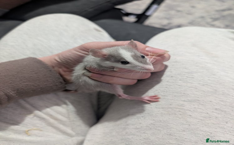 Rat rodents Male rats very friendly ready now  - Advert 1