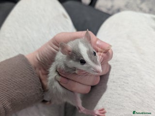 Rat rodents for sale: Male rats very friendly ready now - Advert 1