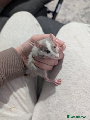 Rat rodents Male rats very friendly ready now - Advert 1