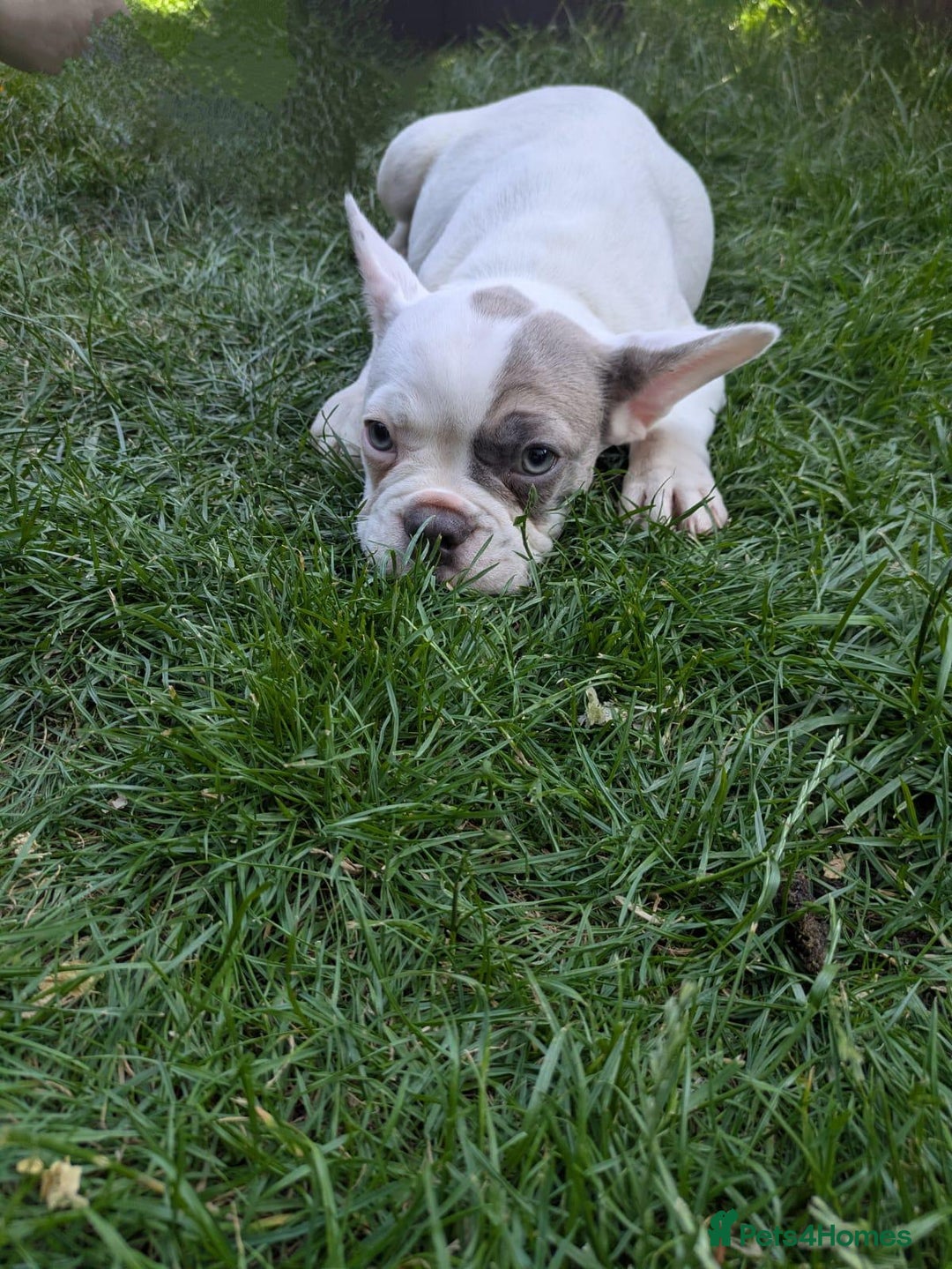 French Bulldog dogs for sale: fluffy carrier French bulldog girls  - Image 4