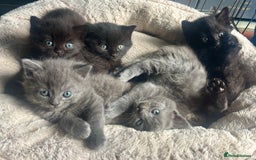 Mixed Breed cats for sale: Grey &Black mixed breed kittens  - Image 7