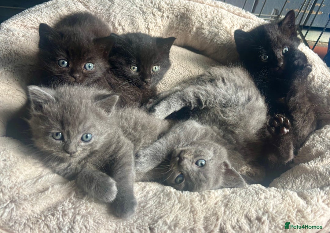 Mixed Breed cats for sale: Grey &Black mixed breed kittens  - Image 7