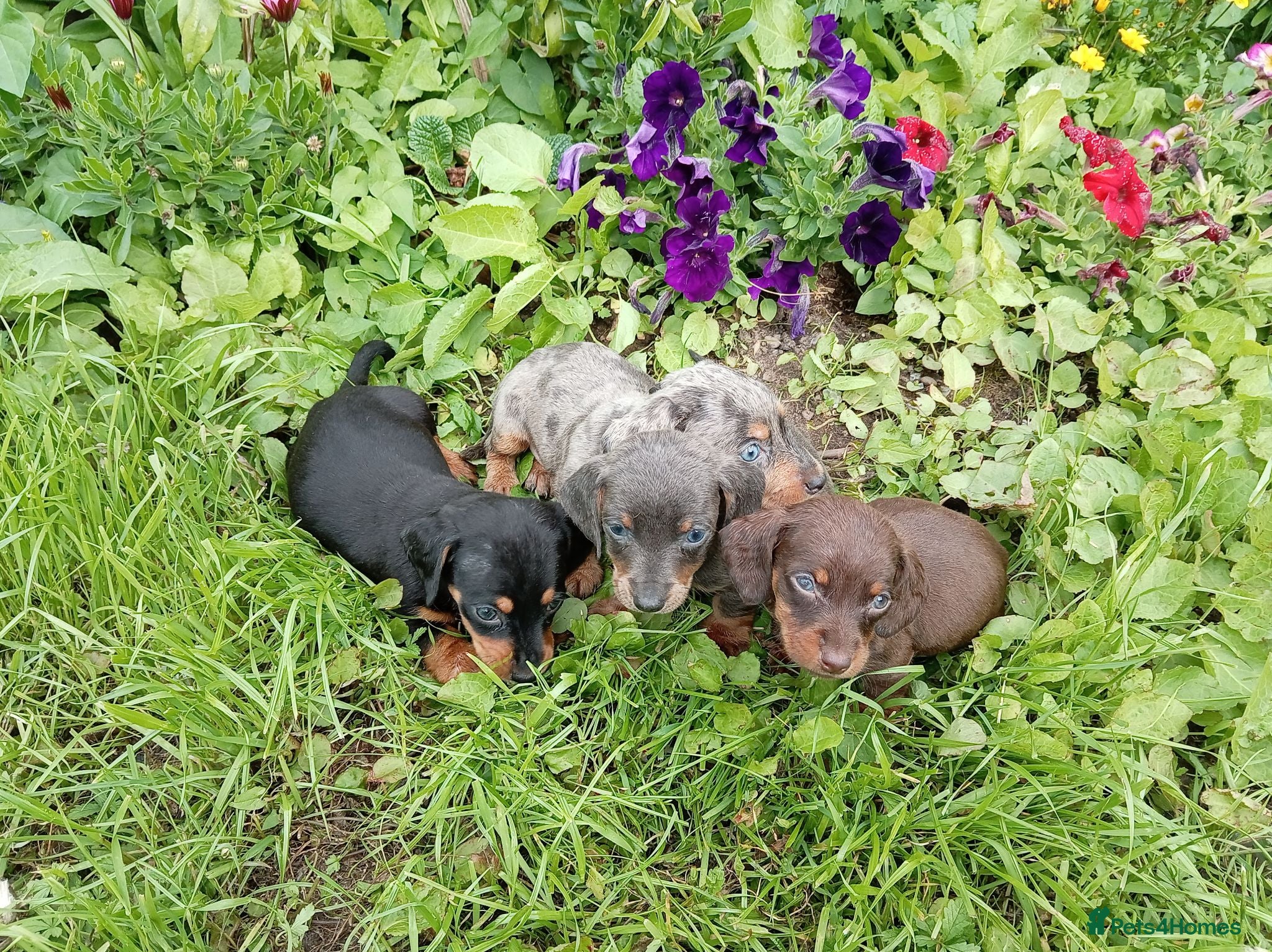 Miniature Dachshund dogs Miniature dachshund puppies ready now  - Advert 1